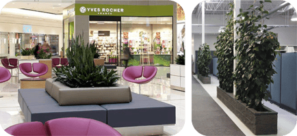 Plantes d'intérieur