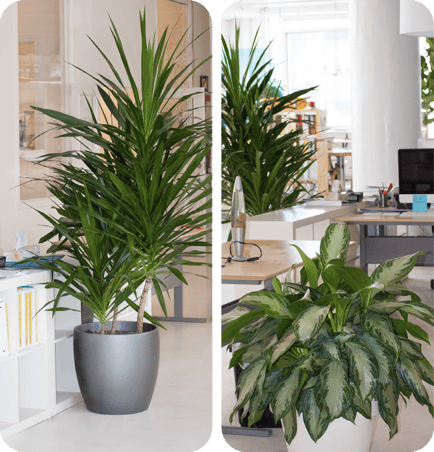 Plantes d'intérieur